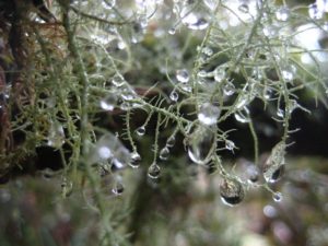 The  Renaissance:  Days to Come of Virtual Events