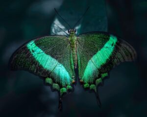 How Solar Energy Powers Remote Locations