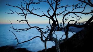 A silhouette of a leafless tree in the foreground against a backdrop of clouds at dawn or dusk.