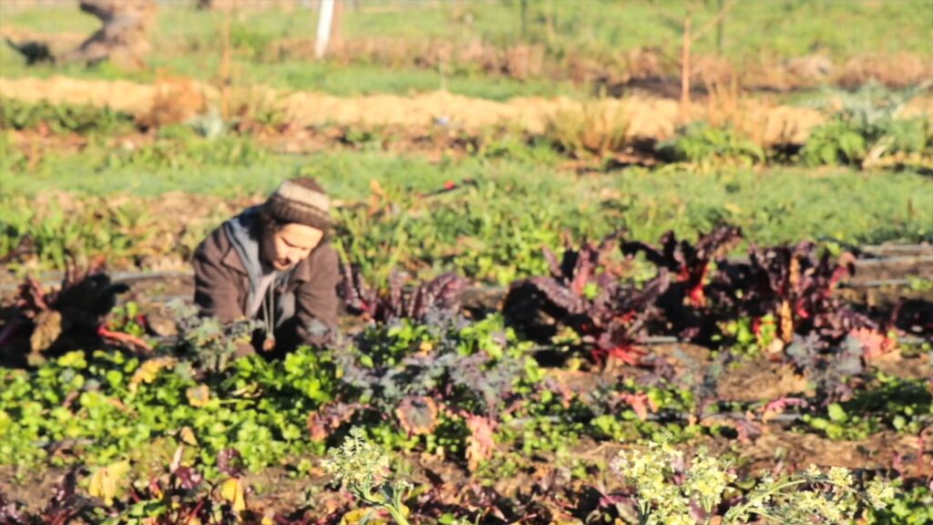 **Alt Text:** A person wearing a beanie and jacket is tending to leafy vegetables in a lush garden.