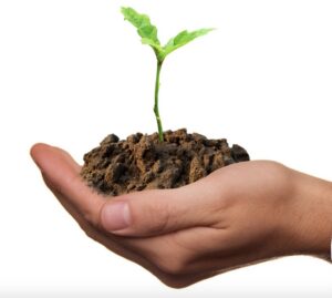 **Alt text**: A hand holding a small pile of soil from which a young green plant is sprouting.