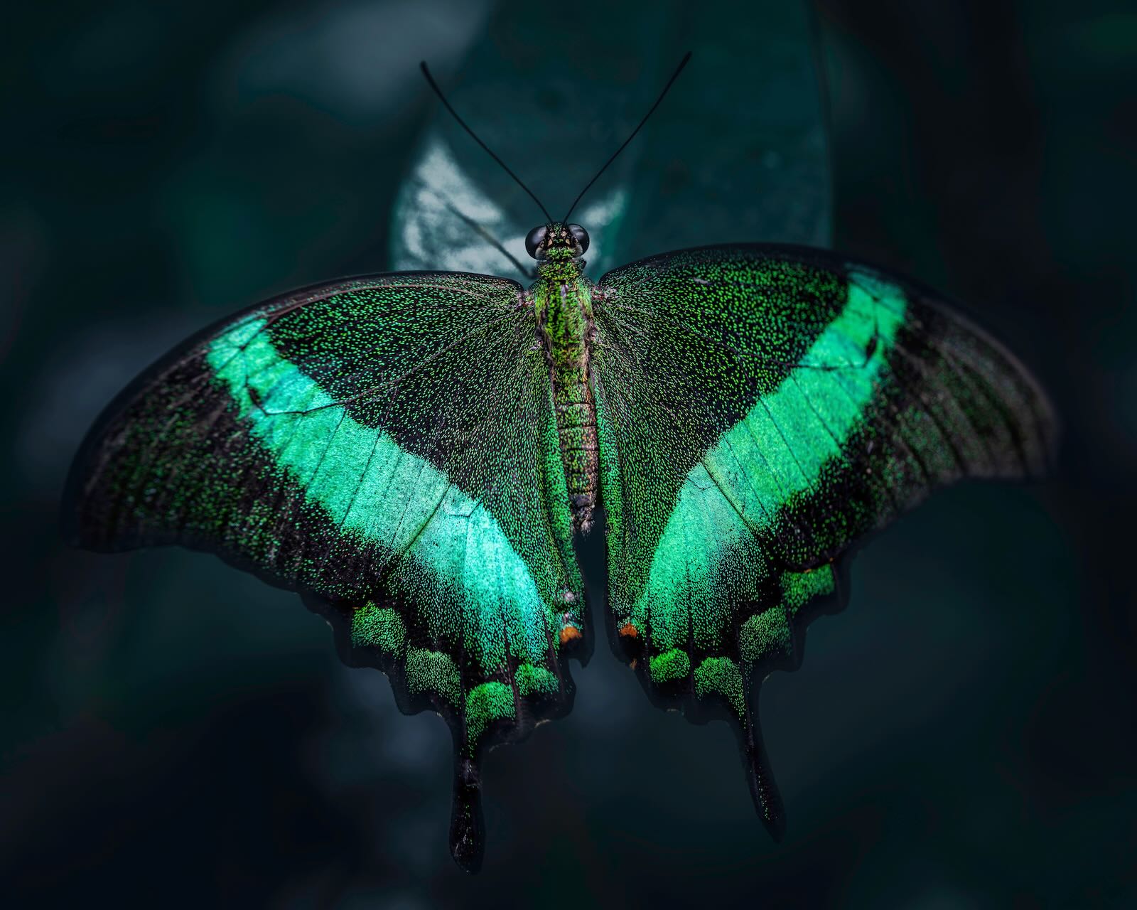 **Alt text:** A butterfly with vibrant green and black wings rests on a leaf, showcasing its detailed patterns against a dark background.