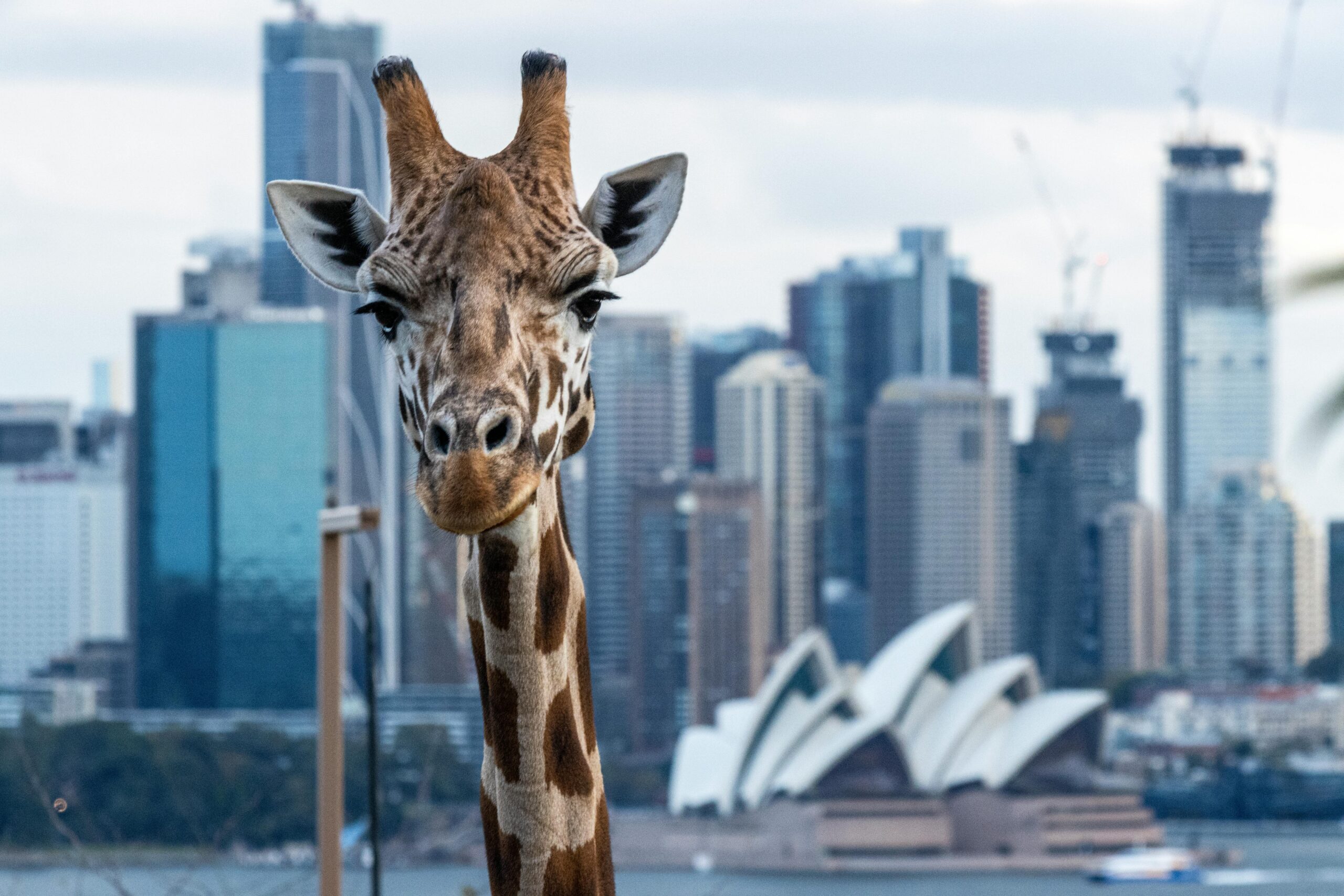 **Alt text:** A giraffe stands in the foreground with a city skyline and the Sydney Opera House visible in the background.