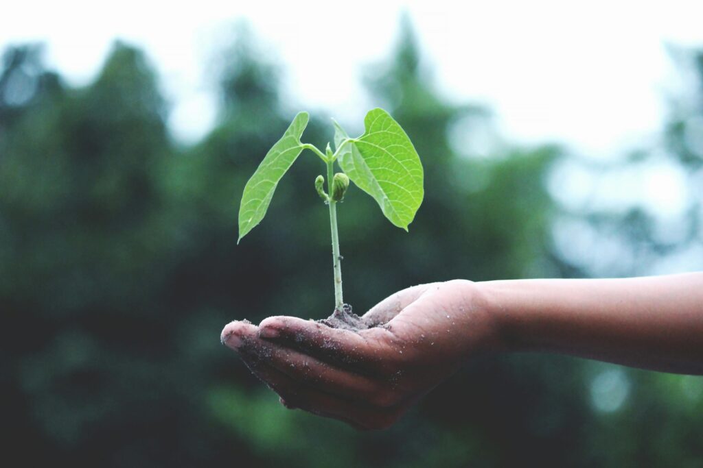 **Alt text:** A hand holding a small green seedling with soil against a blurred outdoor background.