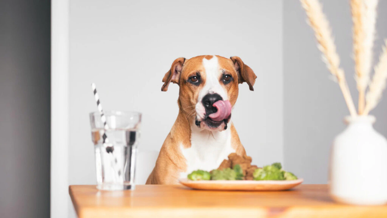 A dog sitting at a table with a plate of food and a glass of water, licking its lips.