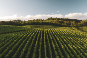 **Alt Text:** A vast vineyard with neatly arranged rows of grapevines stretches towards a line of trees under a clear sky.