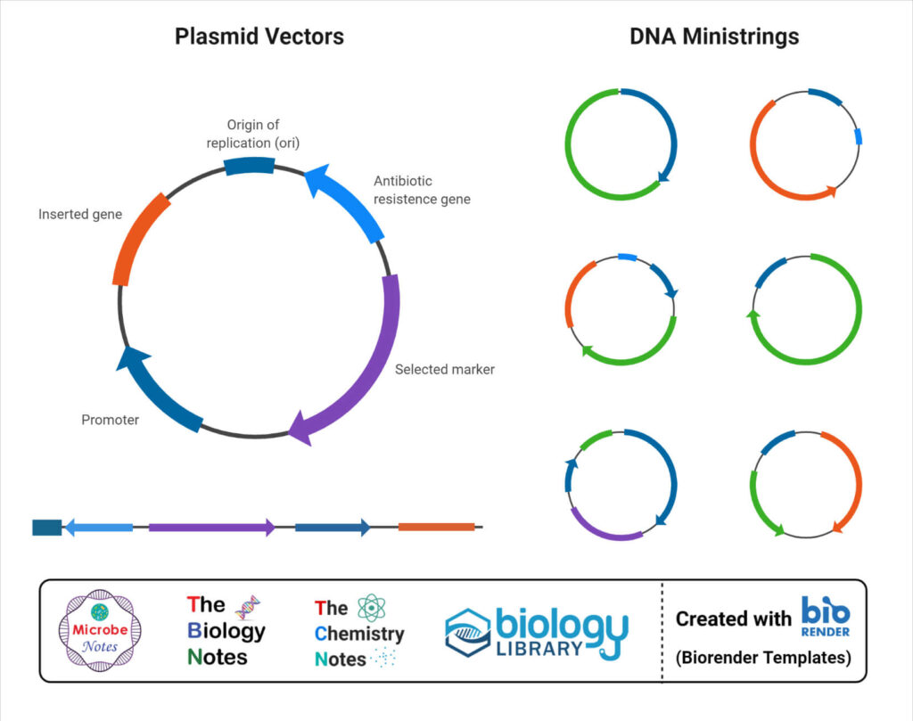 **Alt Text:** Diagram showing plasmid vectors and DNA ministrings with annotated segments for origin of replication, antibiotic resistance gene, selected marker, promoter, and inserted gene, alongside logos for Microbe Notes, The Biology Notes, The Chemistry Notes, and Biology Library, created with BioRender.