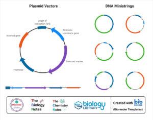**Alt Text:** Diagram showing plasmid vectors and DNA ministrings with annotated segments for origin of replication, antibiotic resistance gene, selected marker, promoter, and inserted gene, alongside logos for Microbe Notes, The Biology Notes, The Chemistry Notes, and Biology Library, created with BioRender.