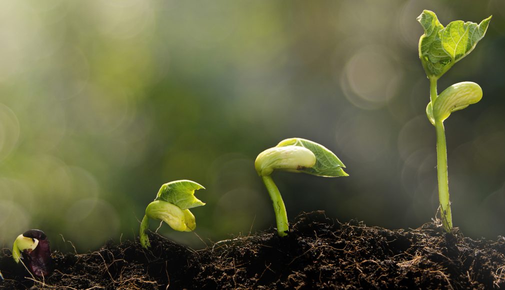 **Alt text:** A series of bean sprouts at different growth stages emerge from the soil, progressing from left to right against a blurred green background.