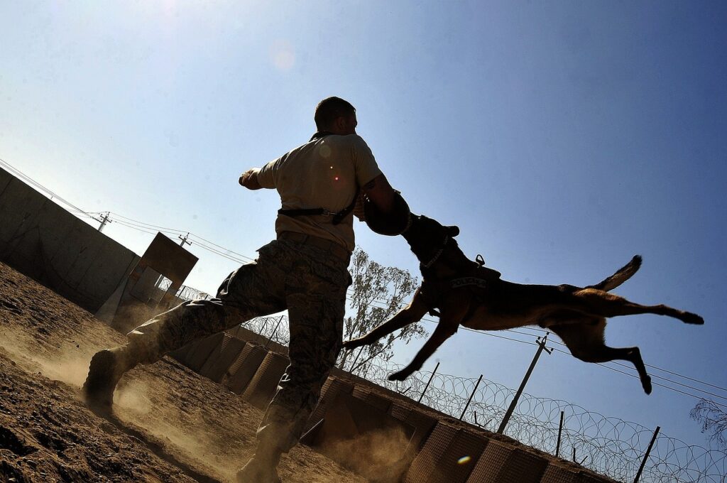 **Alt Text:** A police dog leaps towards a trainer wearing protective gear during a training exercise in a dusty outdoor setting.