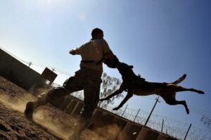 **Alt Text:** A police dog leaps towards a trainer wearing protective gear during a training exercise in a dusty outdoor setting.