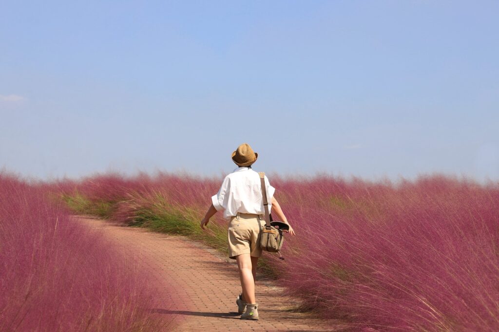 **Alt text:** A person wearing a hat walks on a path surrounded by fields of tall, pink grass under a clear blue sky.
