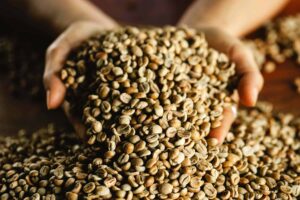 **Alt Text:** A pair of hands holding a large pile of raw coffee beans.