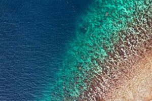 Reefs On Rehab Little Caymans 89 Coral Survival Shocks Global Climate Finance